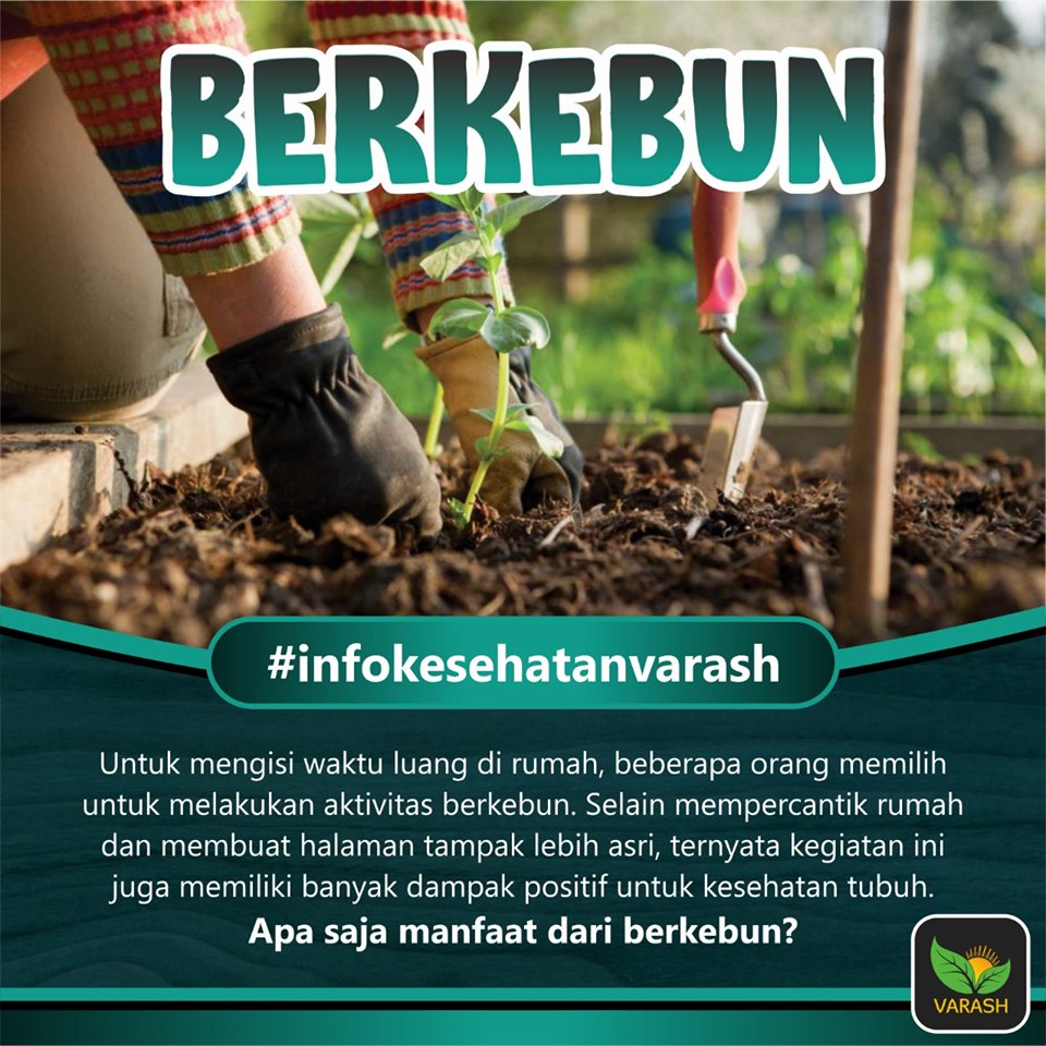berkebun