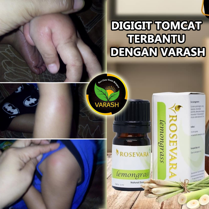 digigit tomcat terbantu rosevara lemongrass