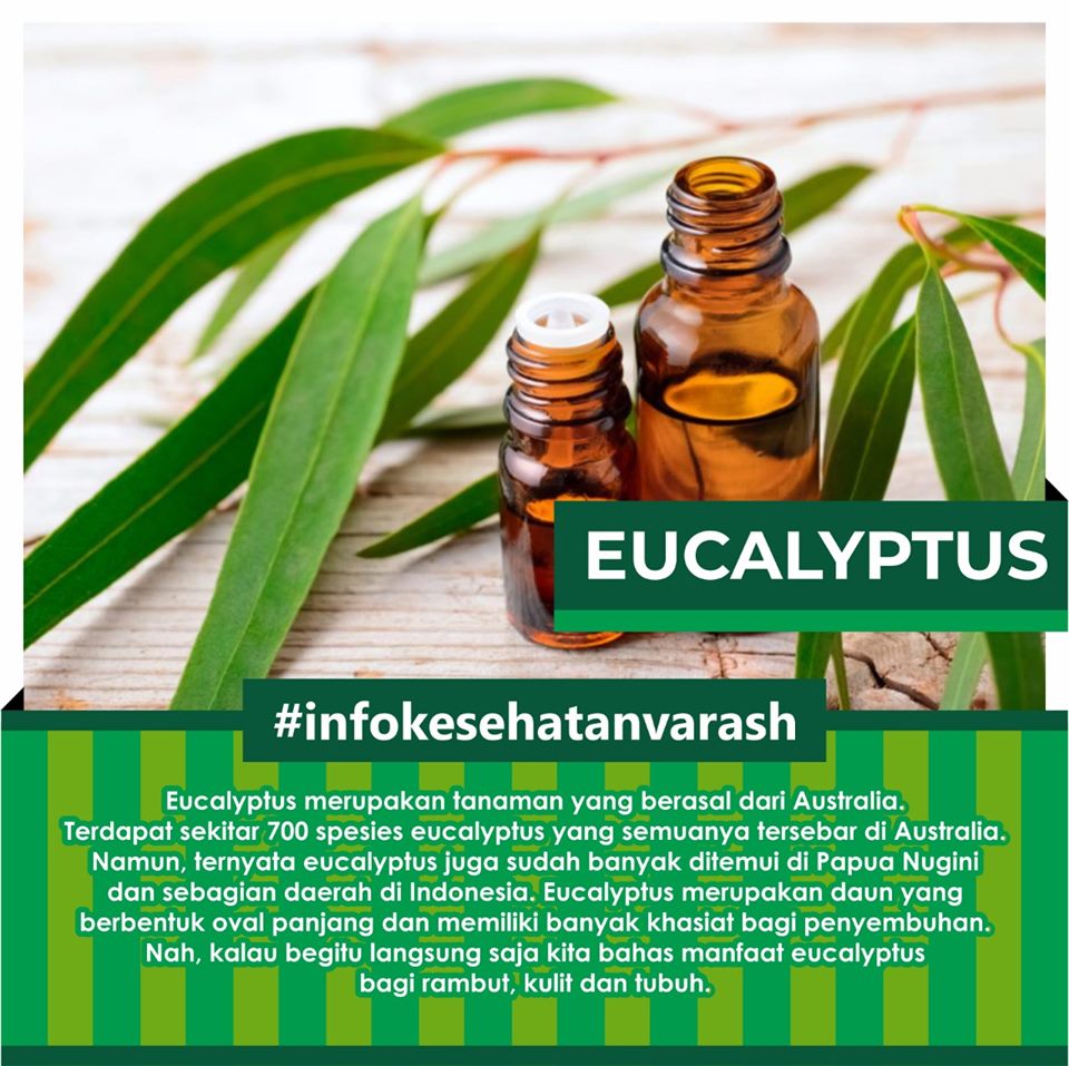 varash Eucalyptus untuk covid19