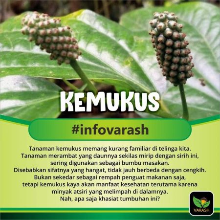 Manfaat Kemukus bagi kesehatan