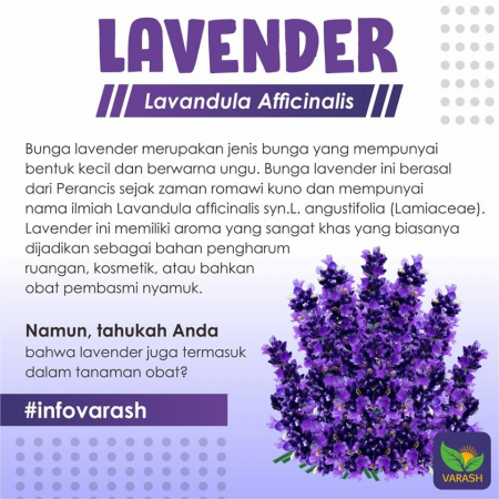 LAVENDER