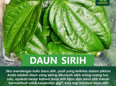 Daun Sirih