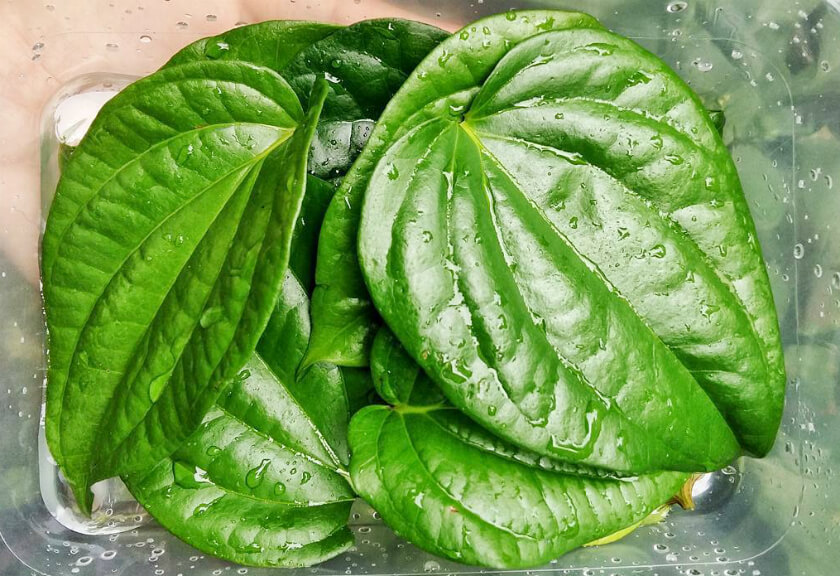 Hasil gambar untuk daun sirih
