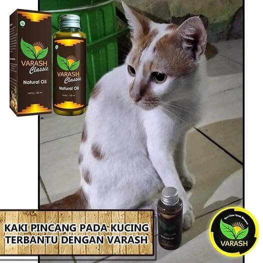KAKI PINCANG PADA KUCING TERBANTU DENGAN MINYAK VARASH CLASSIC