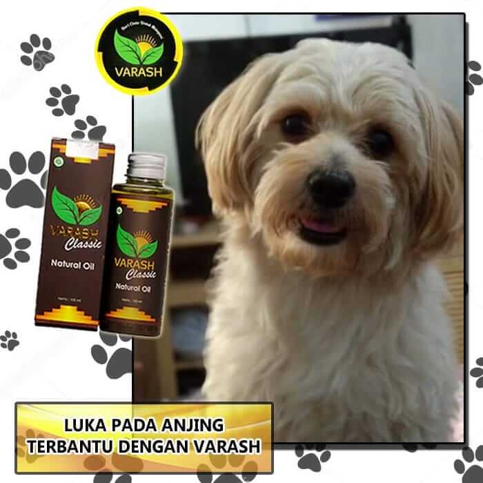 LUKA PADA ANJING TERBANTU DENGAN VARASH